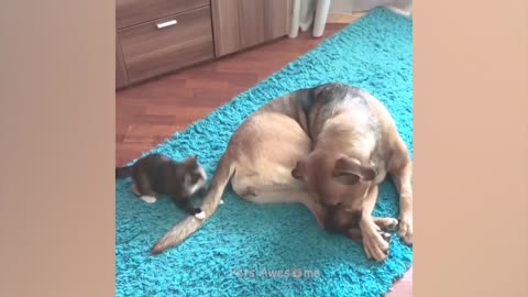 Try Not To Laugh Animals 😂 Funniest Cats and Dogs 🐶😻 #21 Best Funny Animal Videos 2023