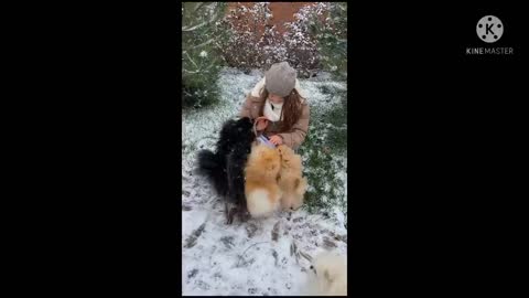 Beautiful puppy and small dog