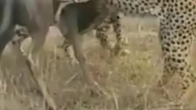 4 leopards hunting buffalo alive