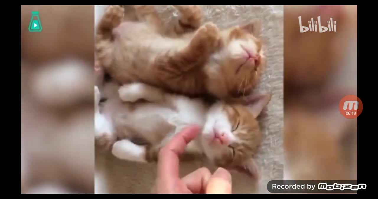 Cute Baby Cat sleep together