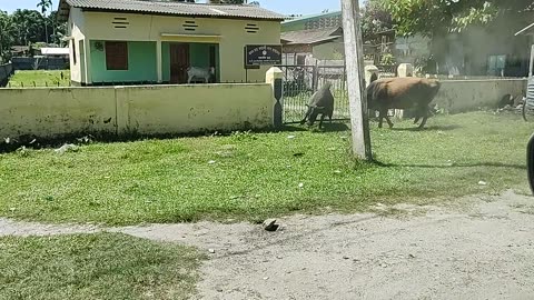 Cow fight