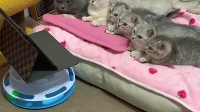 Funny cat moments