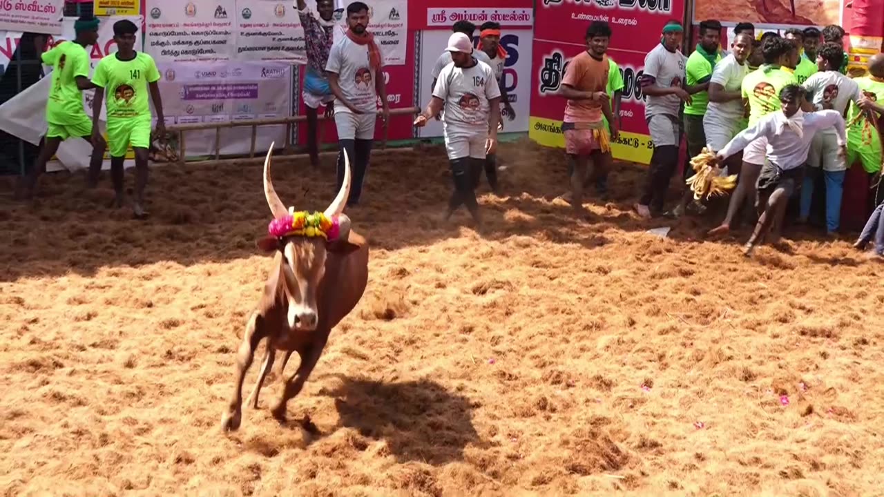 Jallikattu 2023