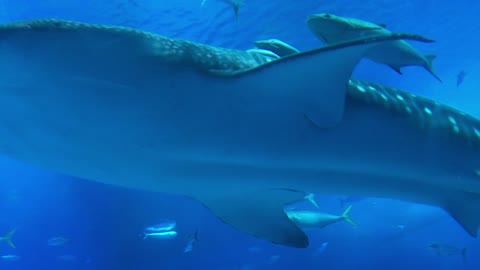 huge whale shark in an aquarium