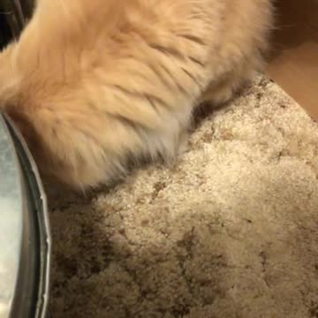 Larcenous Lanny is Off-Limits