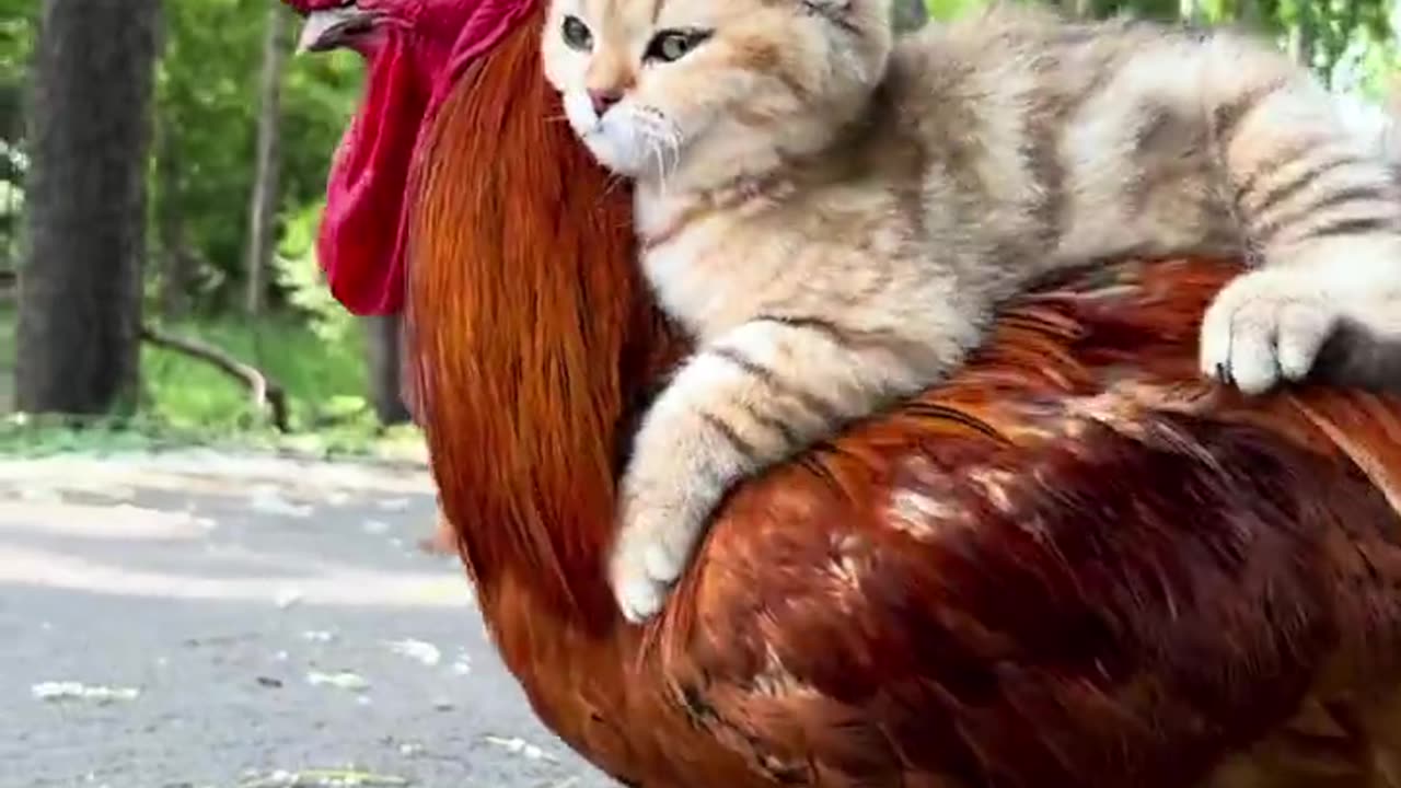 cat and cock