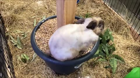 Rabbit