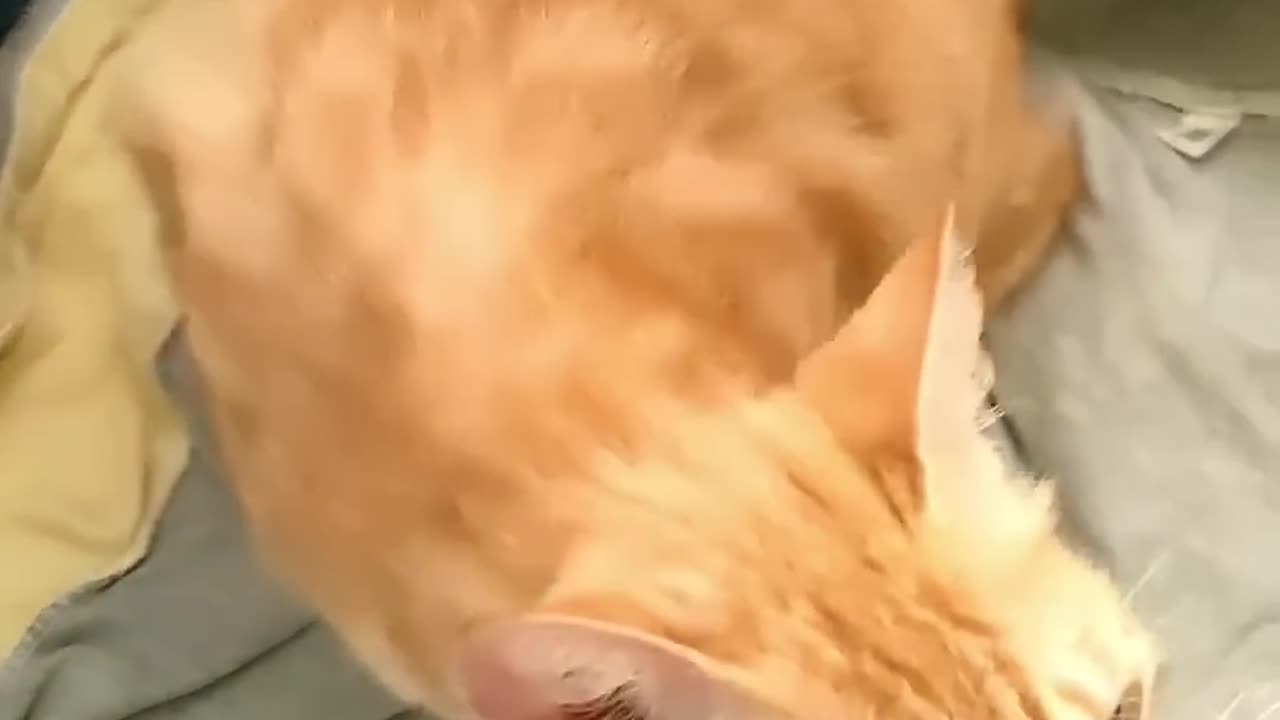 Urgent! Pregnant Cat Seeks Help Before Delivery