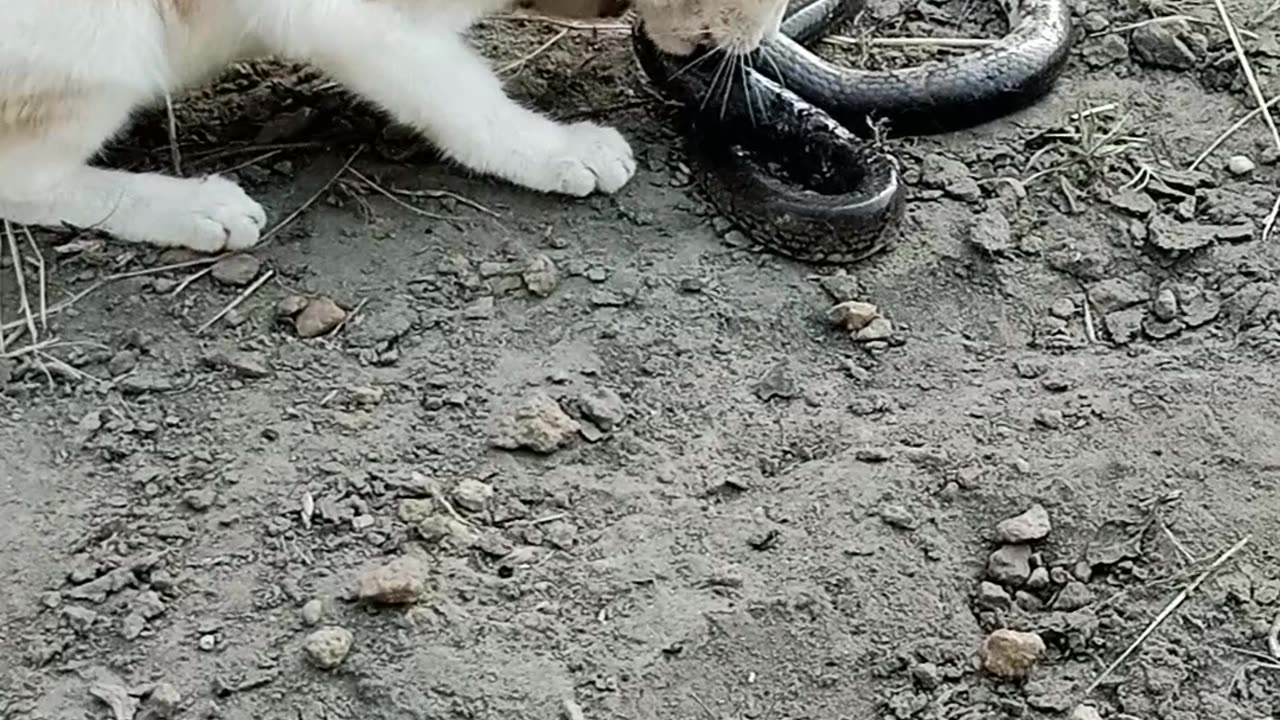 Snake eaten by a cat.