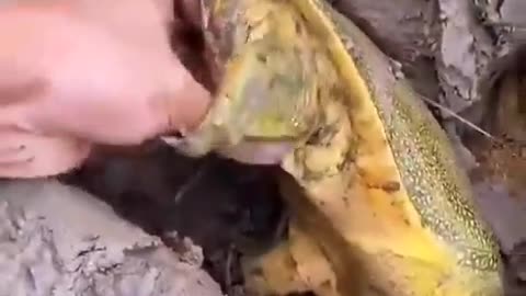 This is a beautiful and charming water-dwelling species