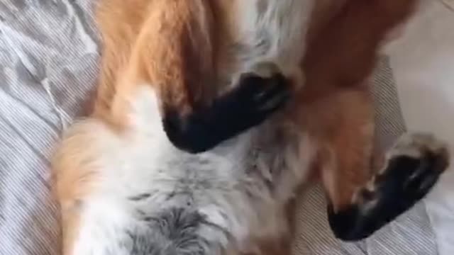 Strange pet