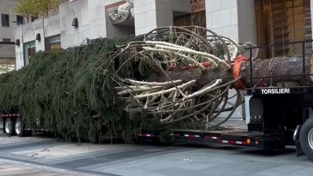 Rockefeller Center Christmas Tree just