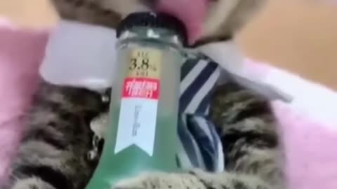 Funny alcoholic cat