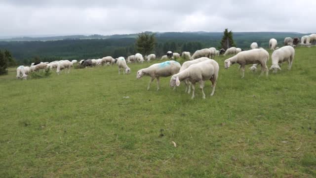 Sheep At A Farm