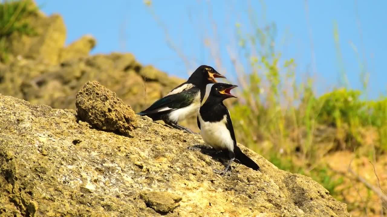 Crisp birdsong for you to enjoy