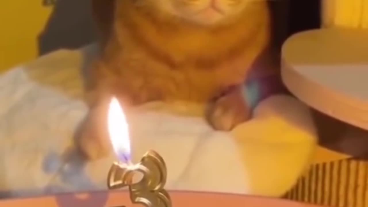 FUNNY CAT