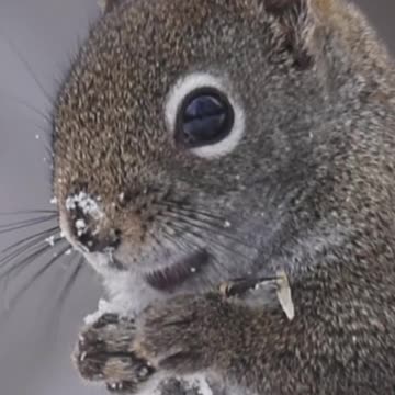 Wildlife in the snow