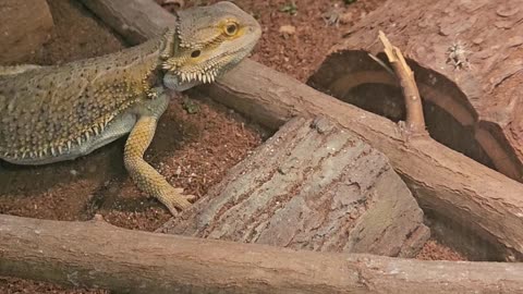 Lizard Puppy feeds