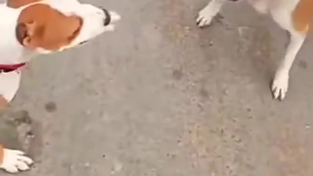 Two pitbull dog fighting