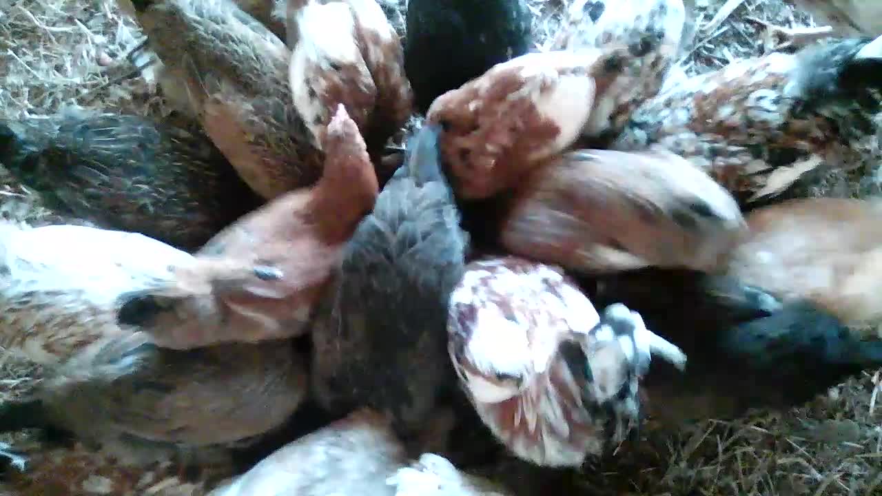 Beautiful rhythmic little song from my chickens 😍