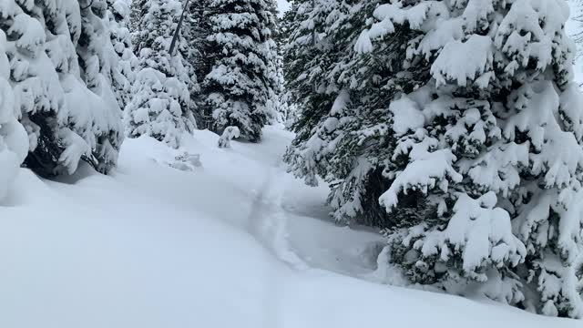 Hiking Between Massive Snowy Trees – Central Oregon – Vista Butte Sno-Park – 4K