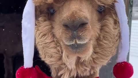 Alpaca