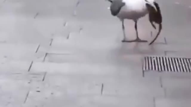 Seagull Eats A Rat Whole