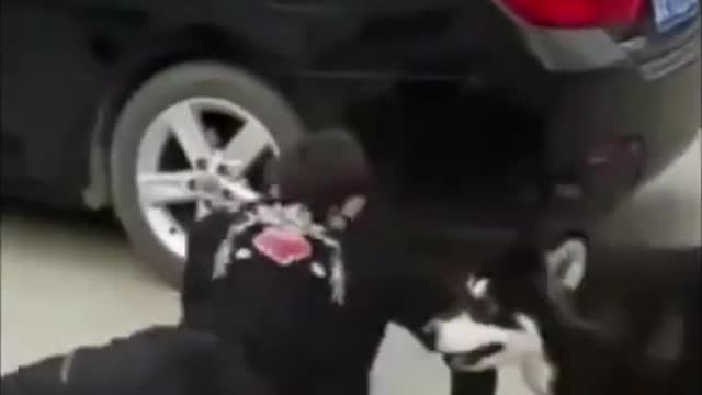 FUNNY DOGGG