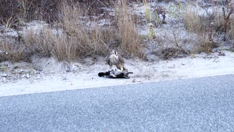 Peregrine Falcon #2