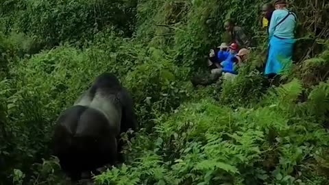 A massive silverback gorilla moves through the jungle past tourists