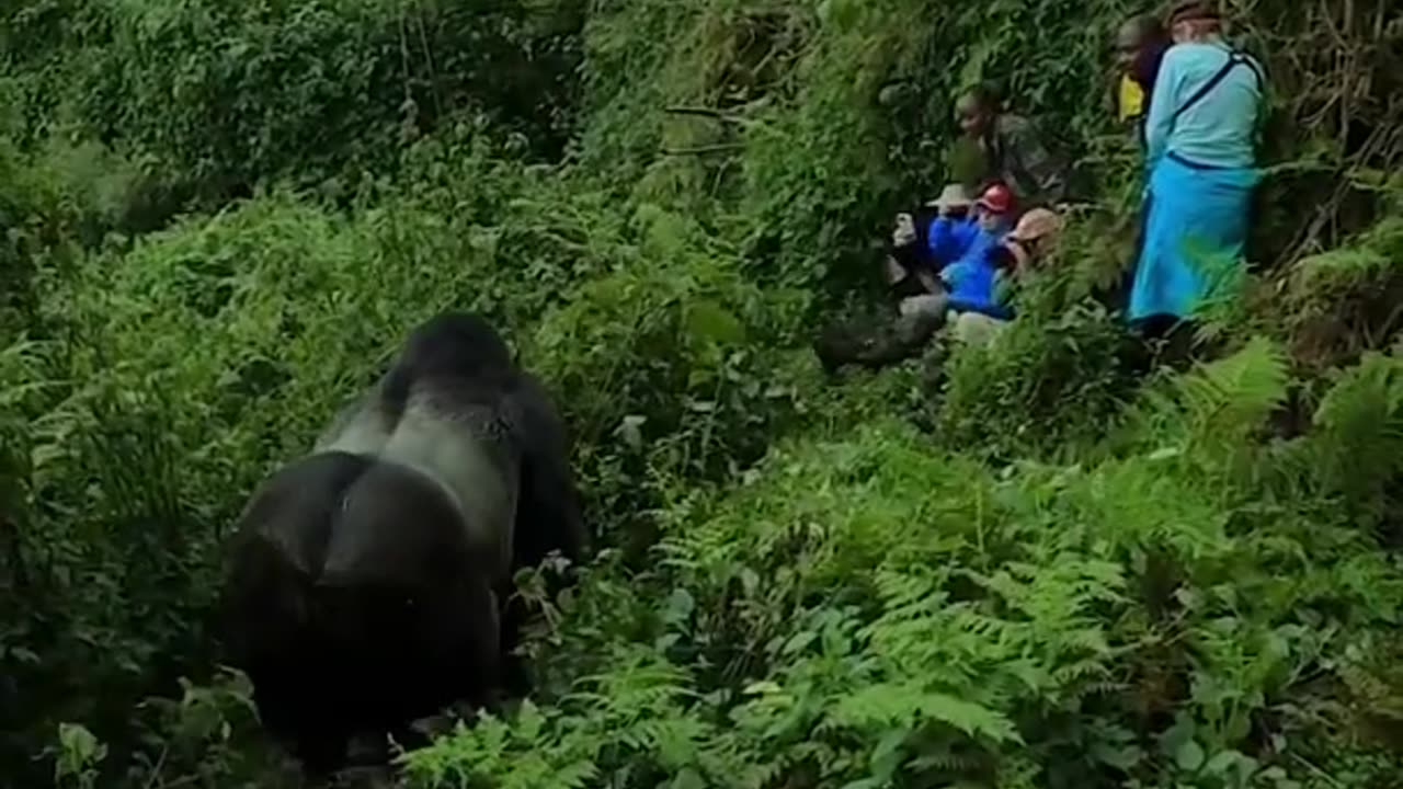 A massive silverback gorilla moves through the jungle past tourists