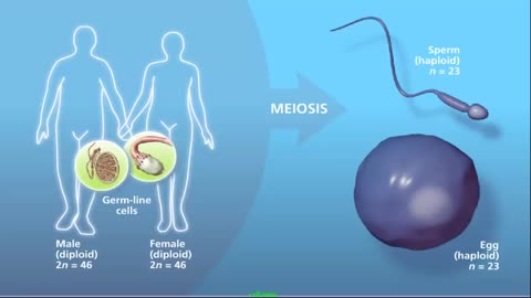 Meiosis - Plants and Animals