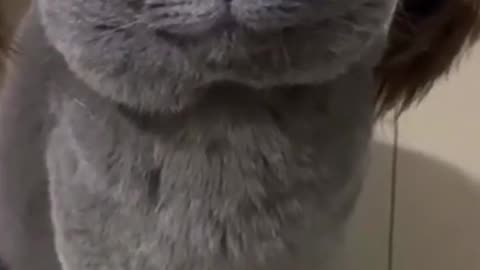 Funniest Cats And Dogs Video 😉 best funniest animals in 2023