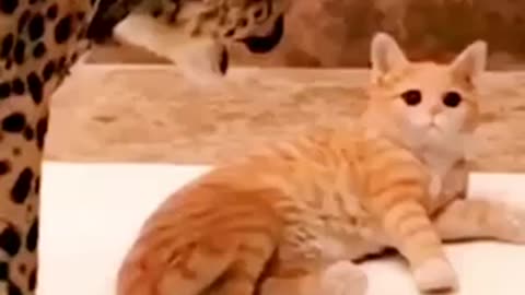 Funny cat 🐈