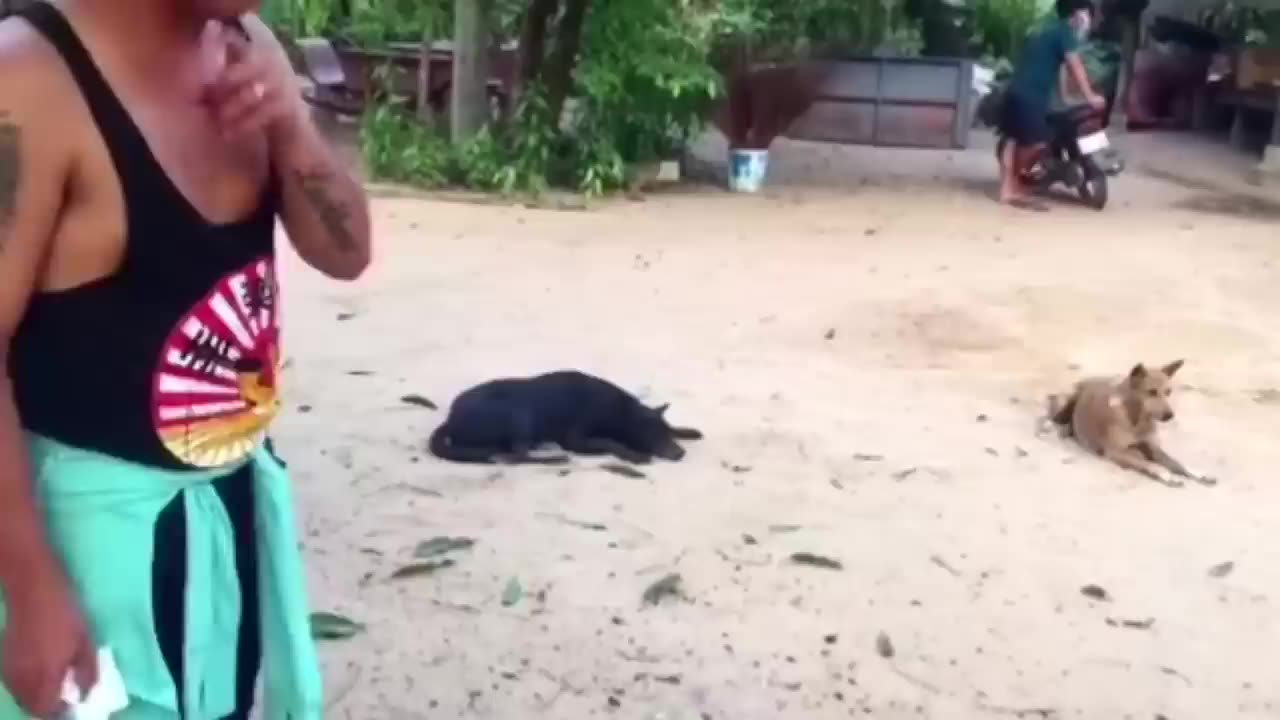 Troll Prank Dog Funny & Fake Lion and Fake Tiger to Dog & huge Box Prank to Dog