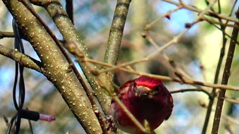 Purple Finch