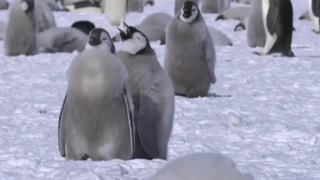 Emperor Penguin Chicks, Cape Washington