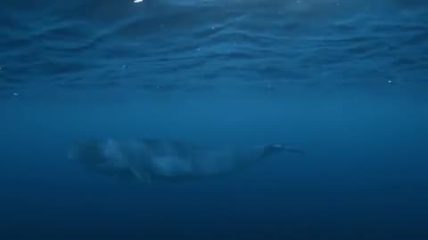 Rise of the Great White Shark