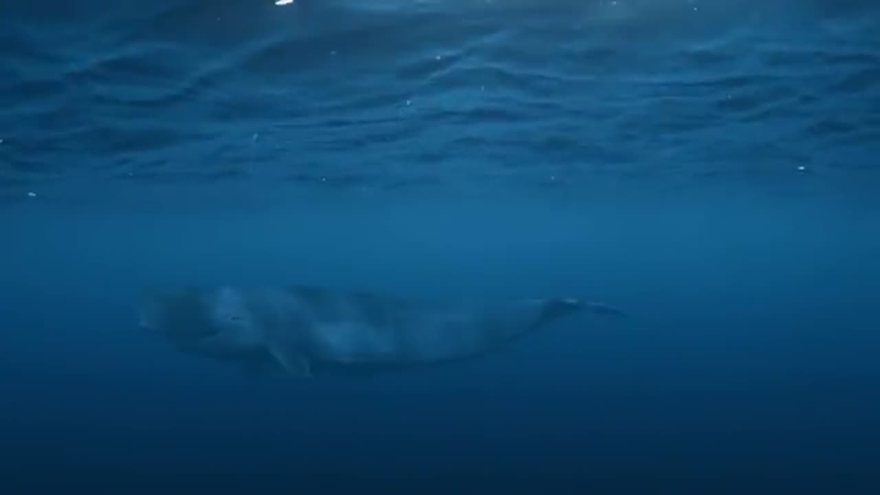 Rise of the Great White Shark