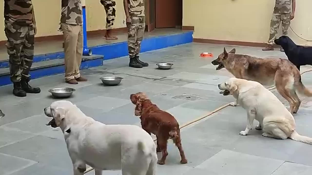 Dog squad fiddling routine