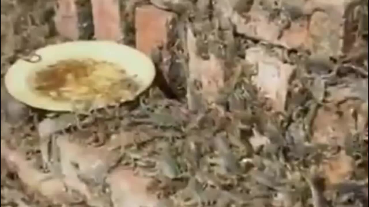 A scorpion farm for extracting their venom, which has many medical applications