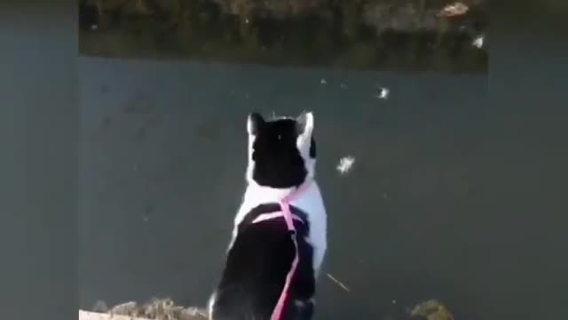 Cute Pets Funny Animals | Cute Cat jump ?!