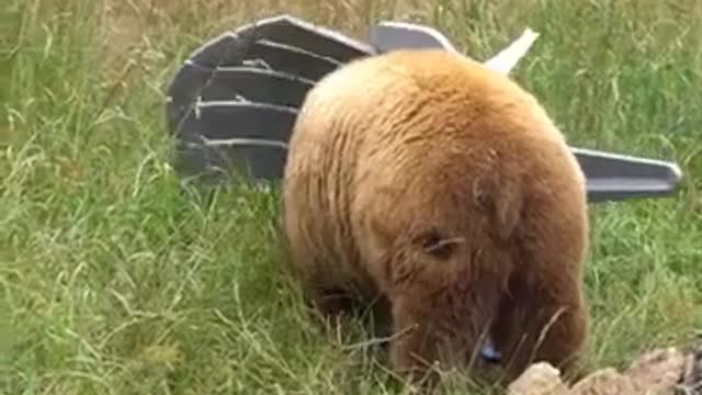 Black bears react to mock camping scene at Oakland Zoo_1