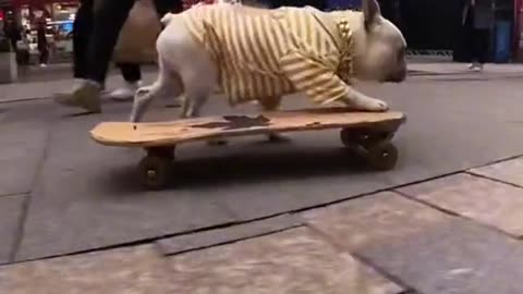 Funny dog