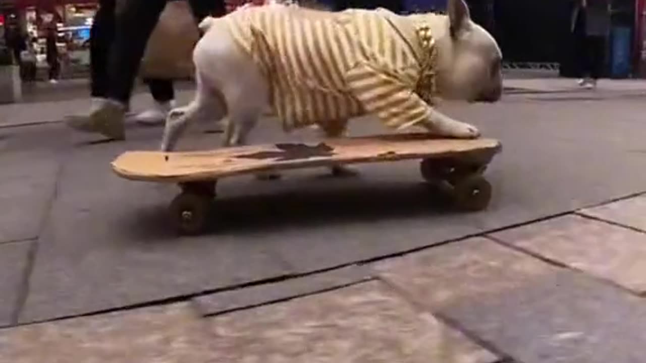 Funny dog