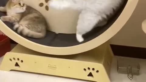 funnycatsoftiktok