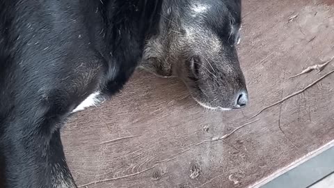 SLEEPING DOG