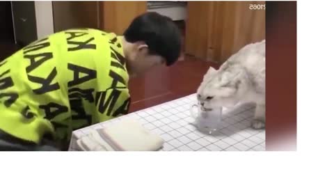 Which is more interactive: cats or dogs?