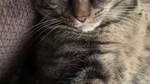funny animals