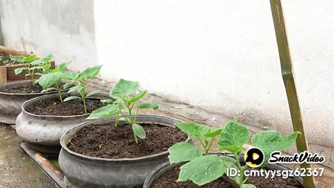 Growing Crop at Home